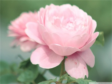 在职考研是否要告诉公司，权衡利弊的决策。