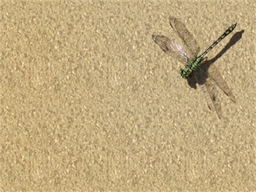 非全日制研究生必须到校上课吗