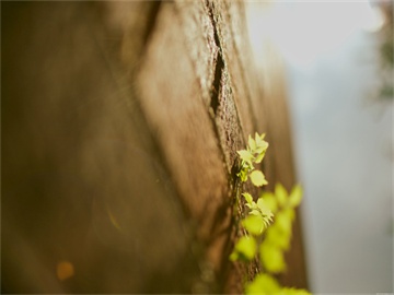 在职考研是否要告诉公司，权衡利弊的决策。