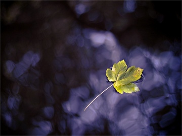 商务英语专业就业方向